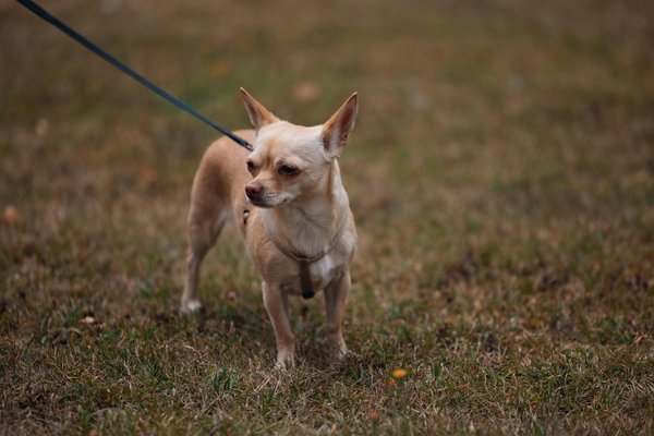 How Can You Select the Perfect Pet Breed in the UK?